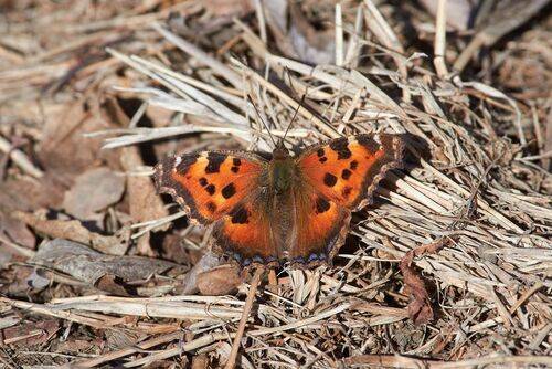 Многоцветница Чёрно-Рыжая