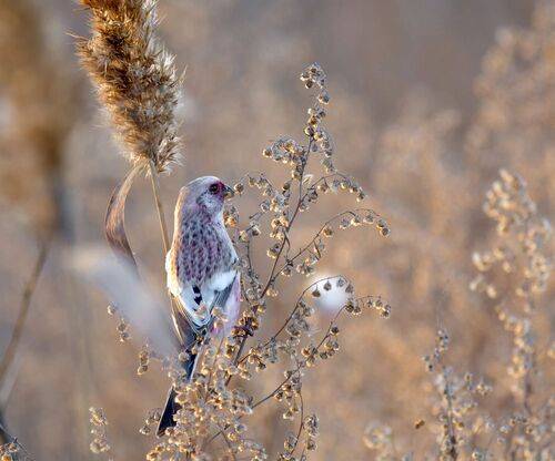 Урагусы. (2 фото)