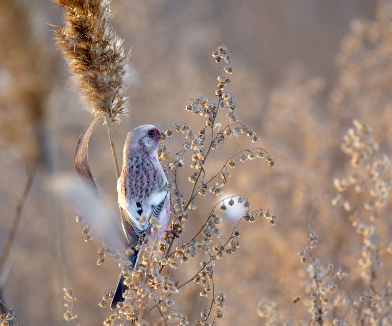 птица, урагус, самец, самка, Урагусы. (2 фото) фото превью