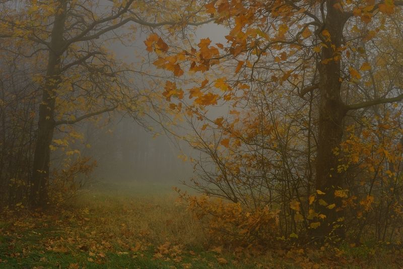 Туманное утро фото превью