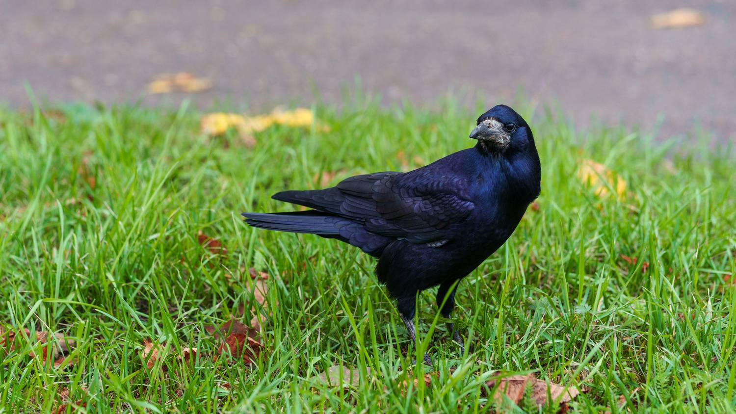 , Вертиков Юрий