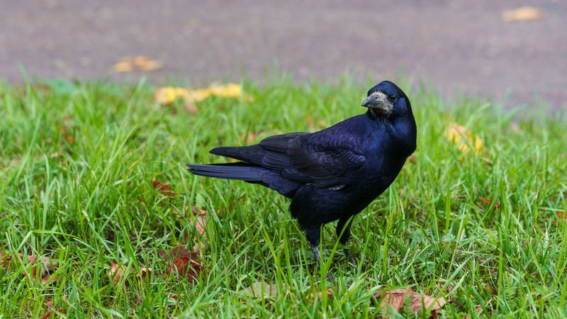 Грач фото превью