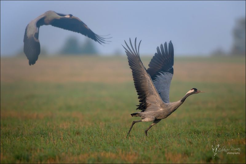 Журавль Серый Пересвет Лобанов  * * * фото превью