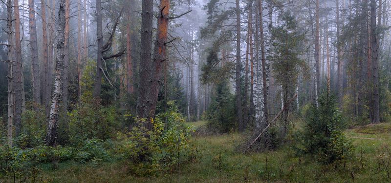 Утренний лес после дождя. фото превью