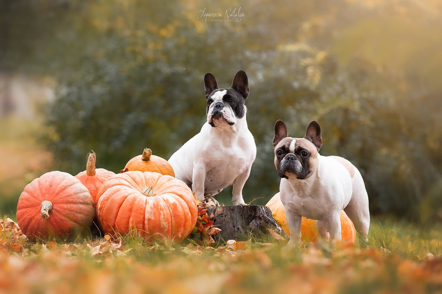 Собака, французский бульдог, осень, Наталья Степанова