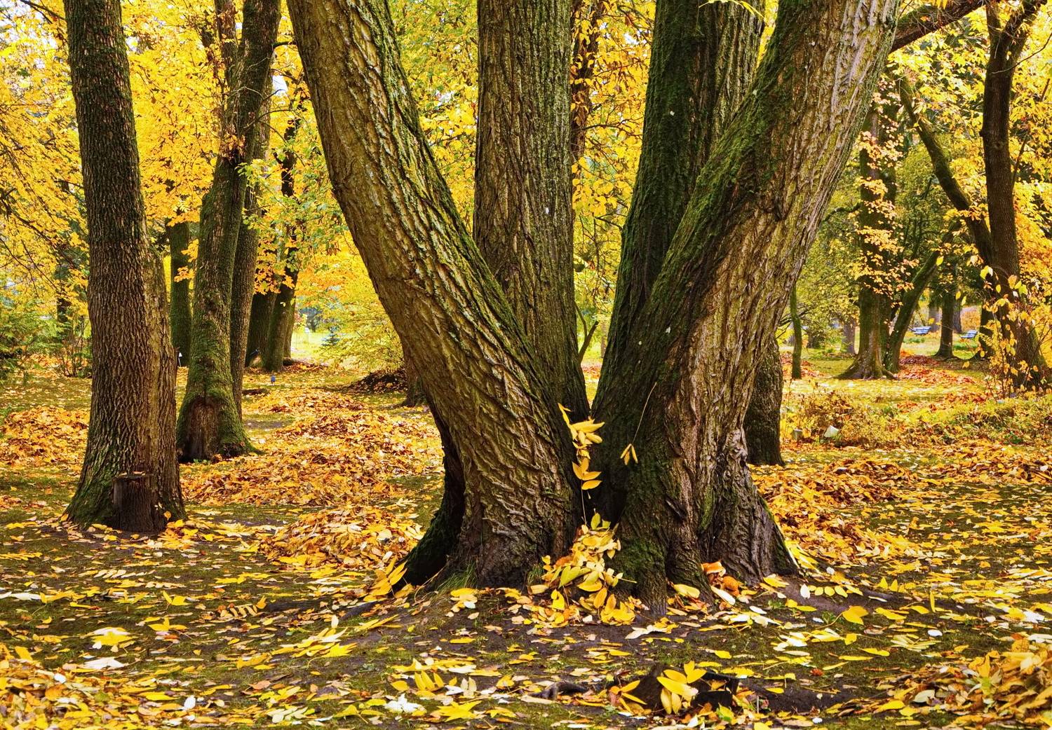 осень, витебск, Виктор Гурков