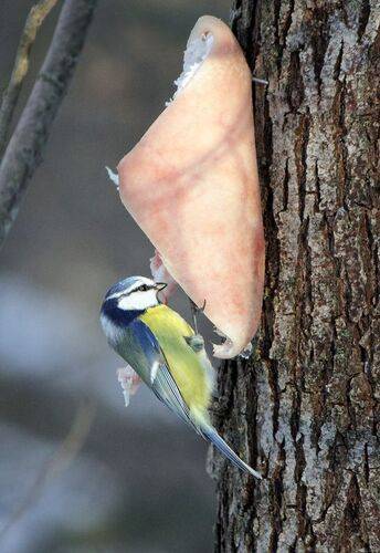 Лазоревка и Сало