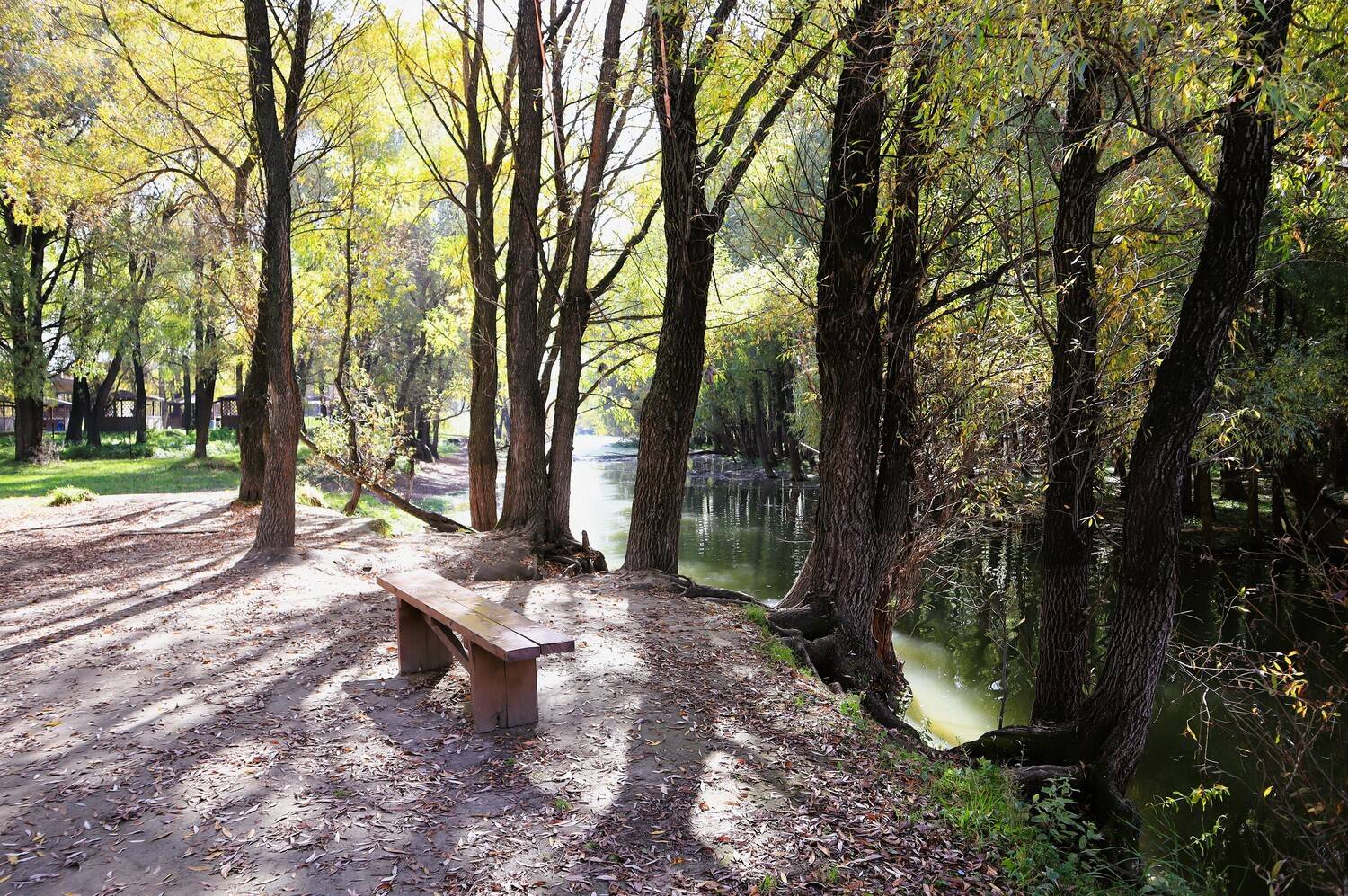 тени,деревья,осень,скамейка,природа, Козлова Галина