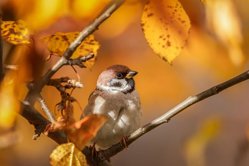 На ветке фото превью