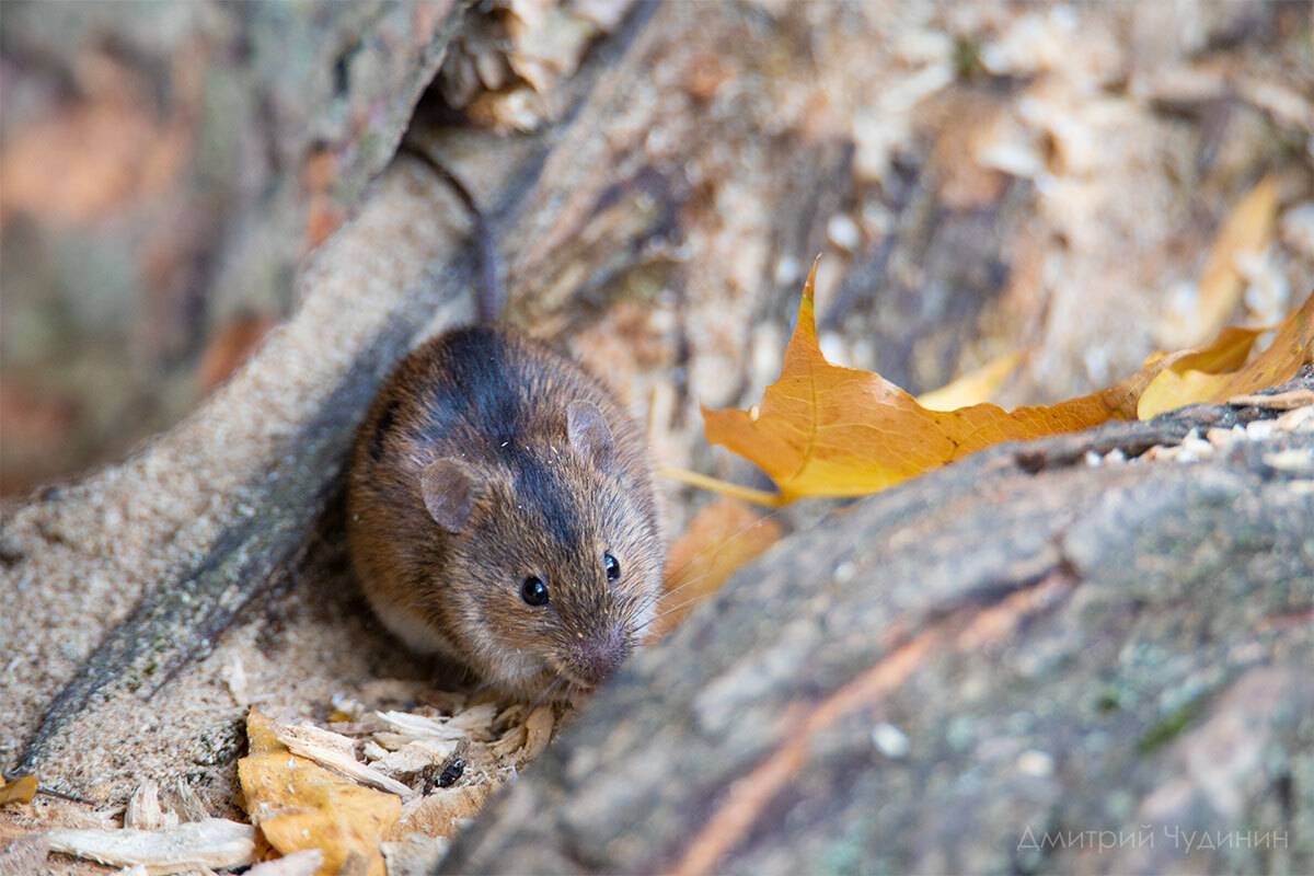 , Чудинин Дмитрий