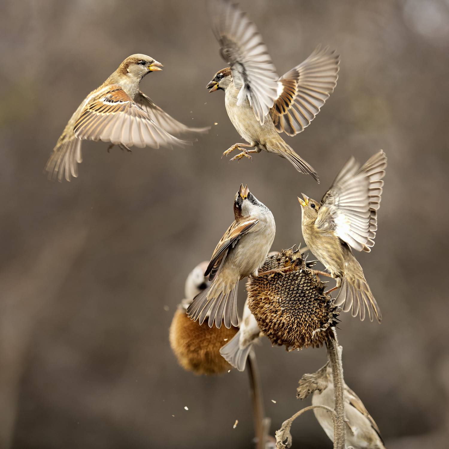 природа, Валерий Черняк