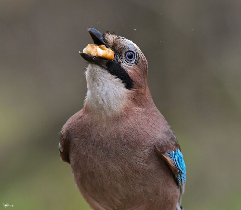 Сойка и орех) фото превью
