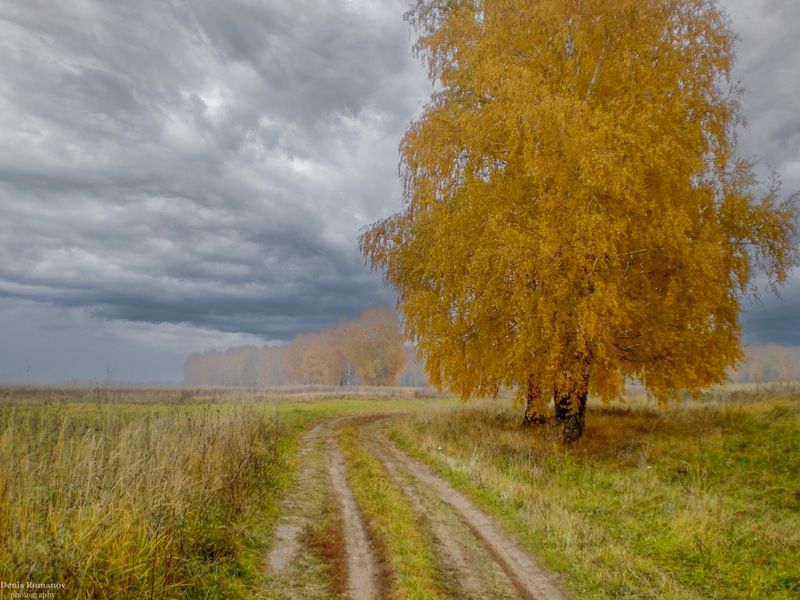 nature, природа, autumn, осень, лес, forest *** фото превью