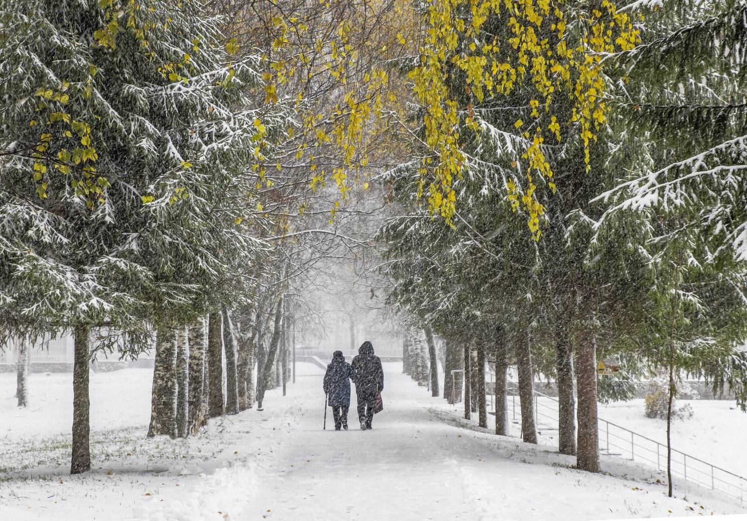 киров, парк им.кирова, осень, снегопад, аллея, галина новинская