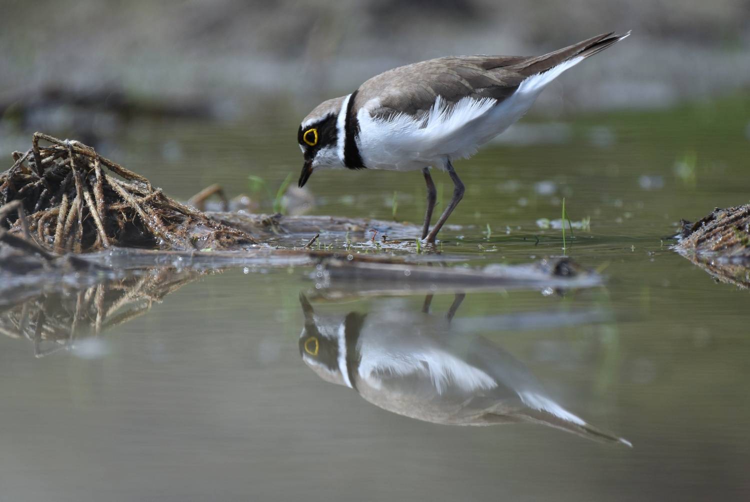 , Герчев Николай