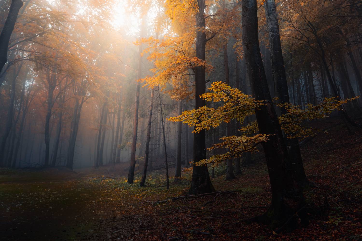 , Пенов Пламен