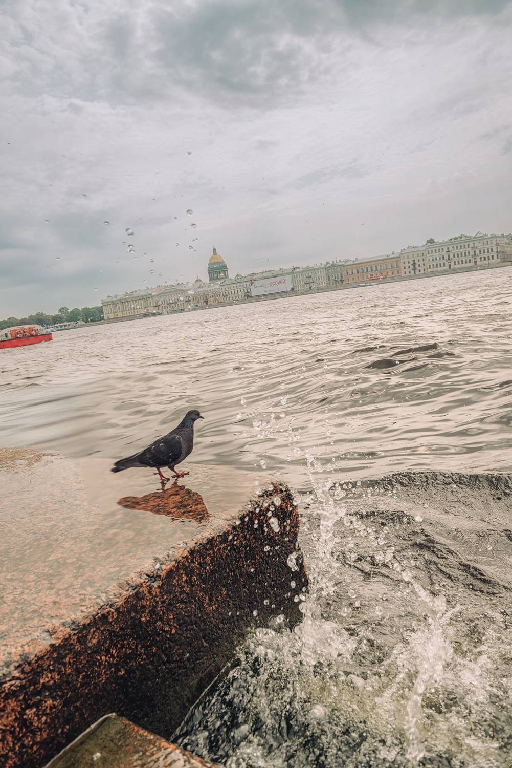 Нева Санкт-Петербург голубь,  Мария