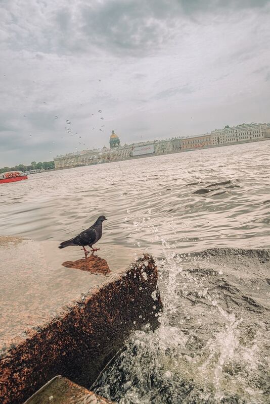 Нева Санкт-Петербург голубь Голубь у Невы фото превью