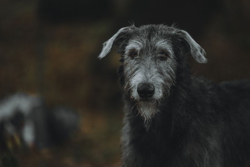 Ричард фото превью