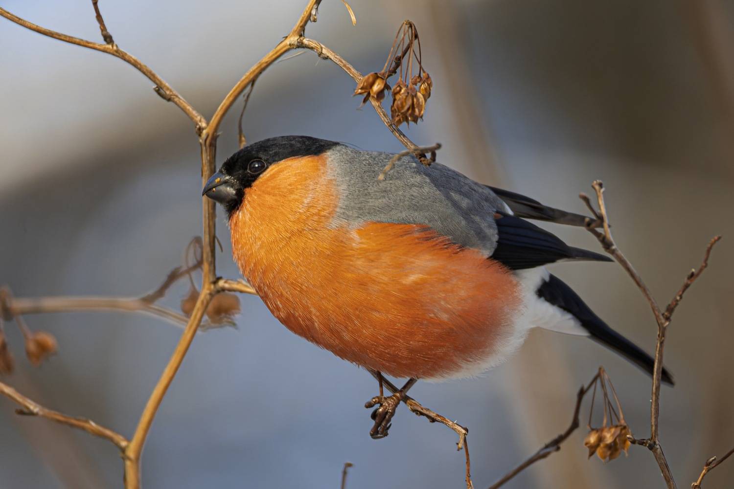 снегирь, птицы, зима, Ruslan Pl
