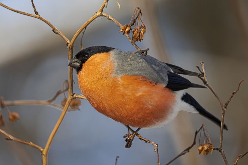 снегирь, птицы, зима  фото превью
