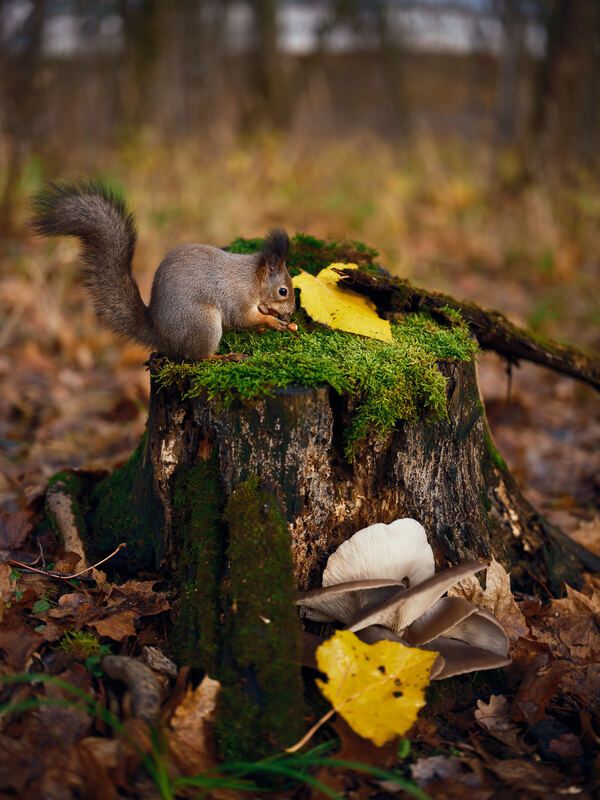 фото превью