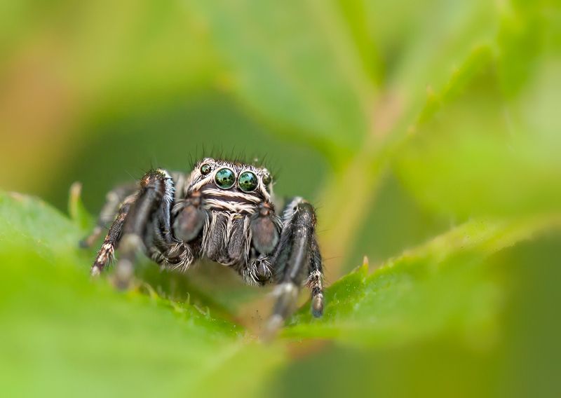 *** фото превью