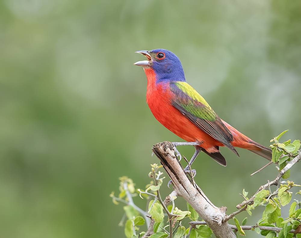 painted bunting, расписной овсянковый кардинал, кардинал, cardinal, texas, Etkind Elizabeth