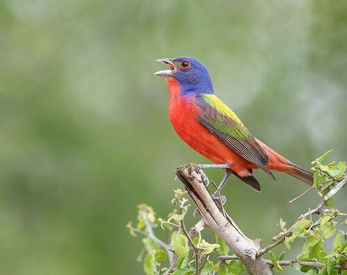 Painted bunting male - Расписной овсянковый кардинал