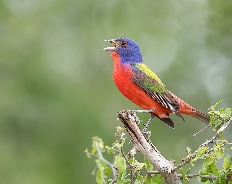 painted bunting, расписной овсянковый кардинал, кардинал, cardinal, texas Painted bunting male - Расписной овсянковый кардинал фото превью