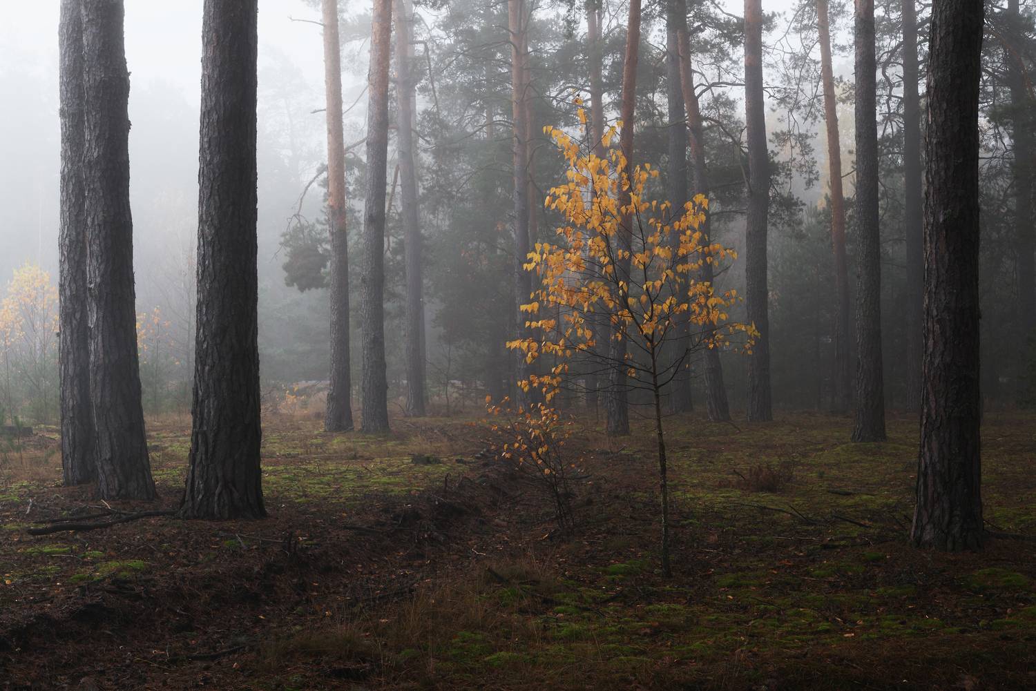 , Дмитрий Захаров