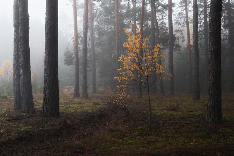 В лесу ноябрь фото превью