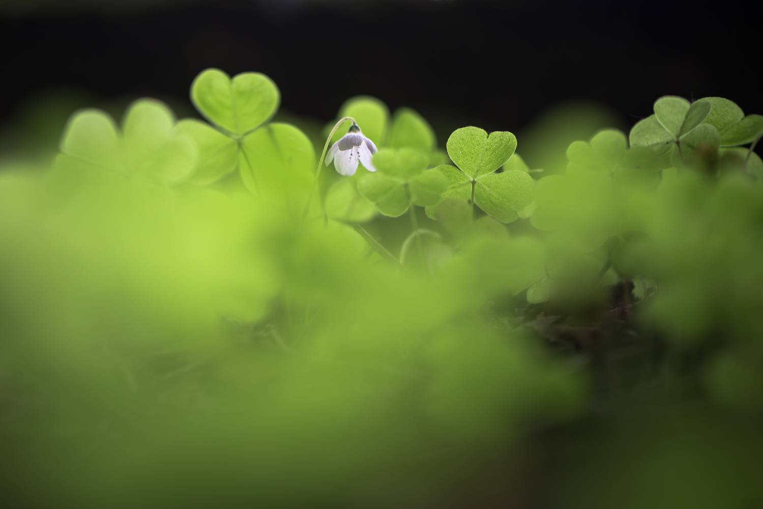 Кислица, зелёный, Соварцева Ксения