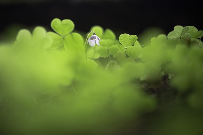 Кислица, зелёный Не поднимая головы фото превью