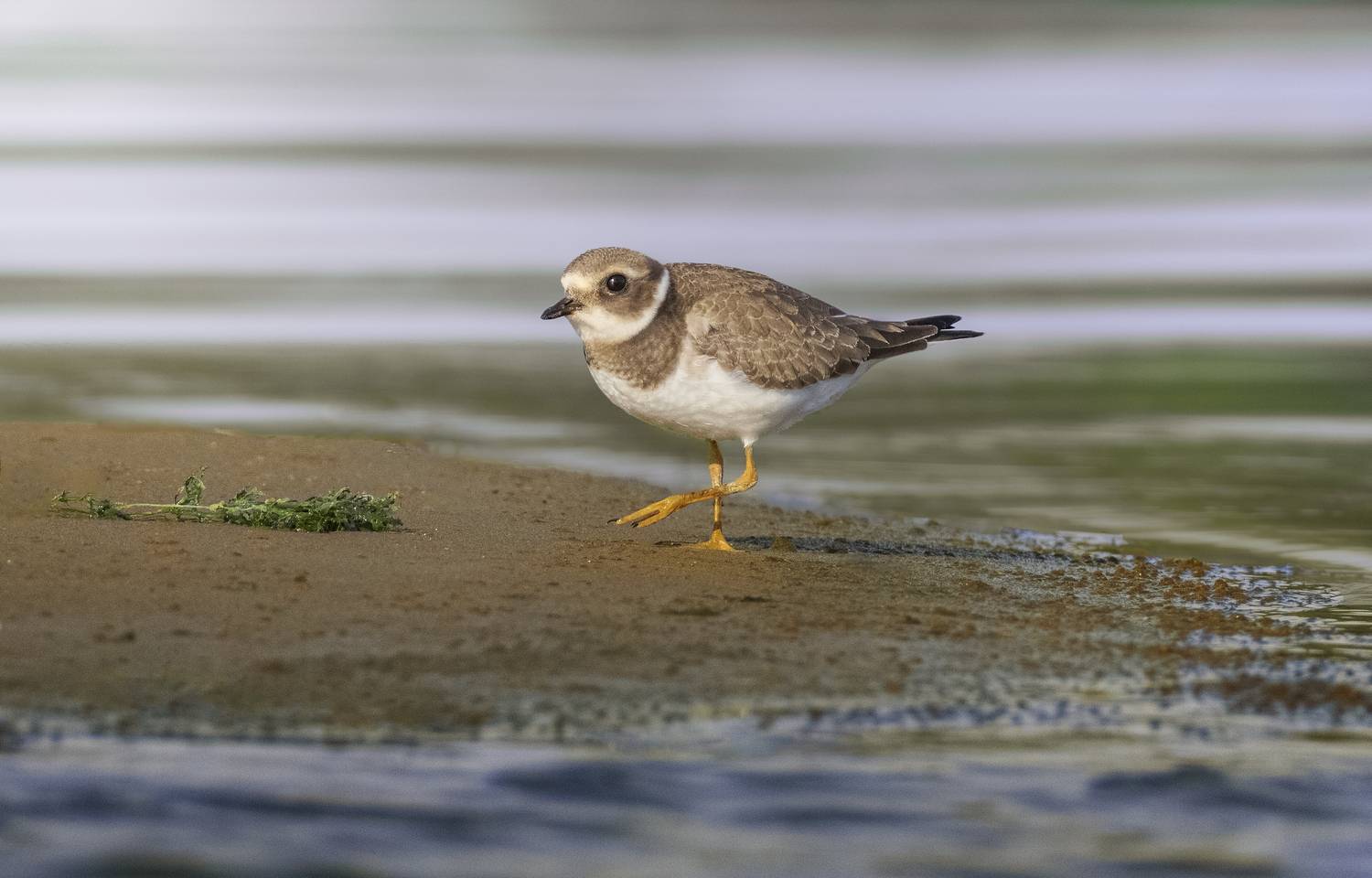 галстучник, ringed plover, Charadrius hiaticula, птица, shorebird, дикая природа, пляж, берег реки, песчаный берег, галечный берег, ржанкообразные, прилётная птица, wildlife, bird, birdwatching, shore habitat, natural habitat, птицы России, Полина Шальнева