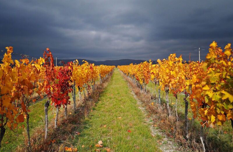 Autumn vineyard фото превью