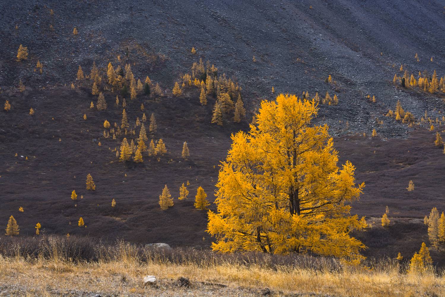 россия, горный алтай, лиственницы, осень, Андрей Поляков