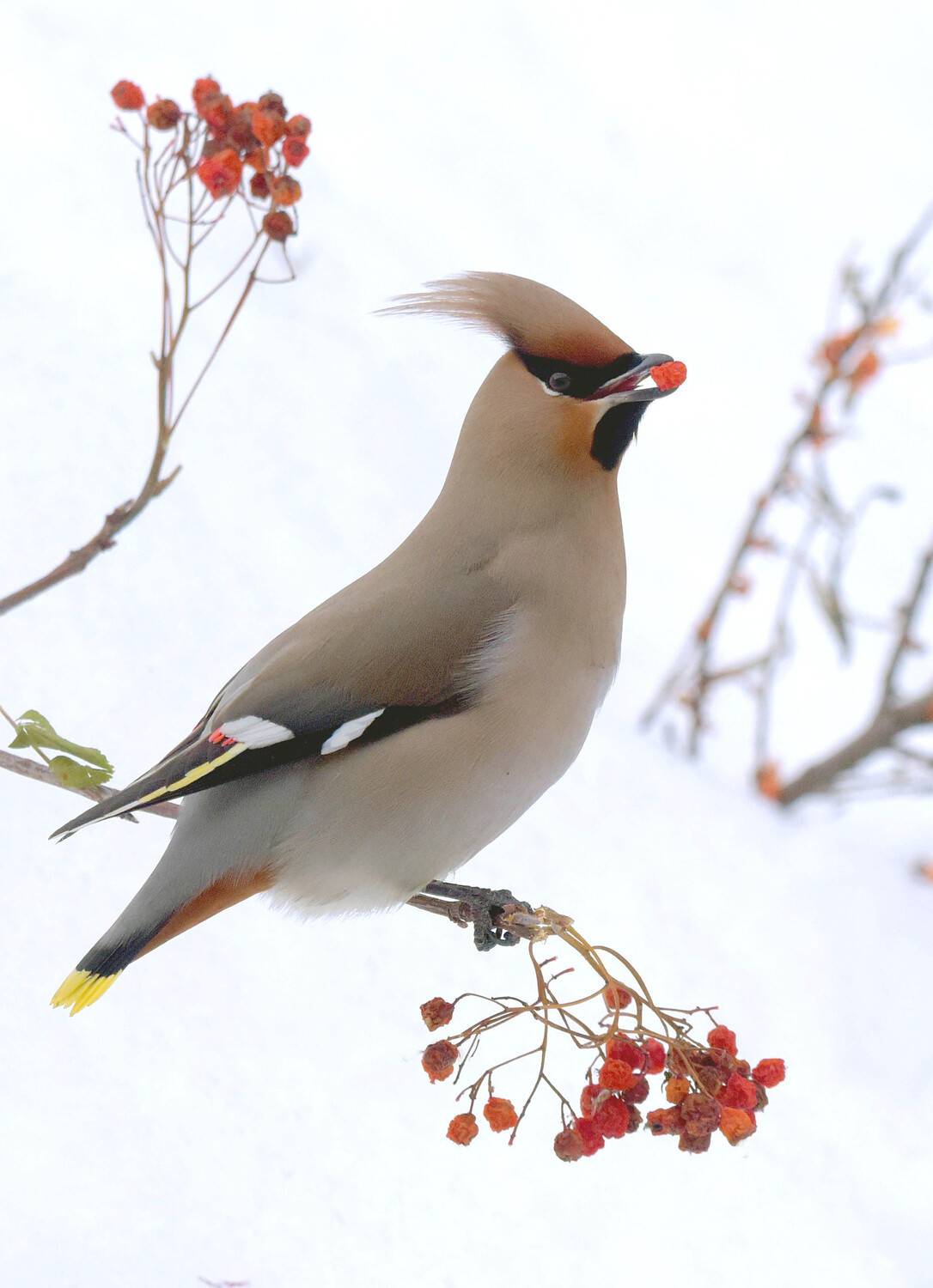 , Белоусов Михаил
