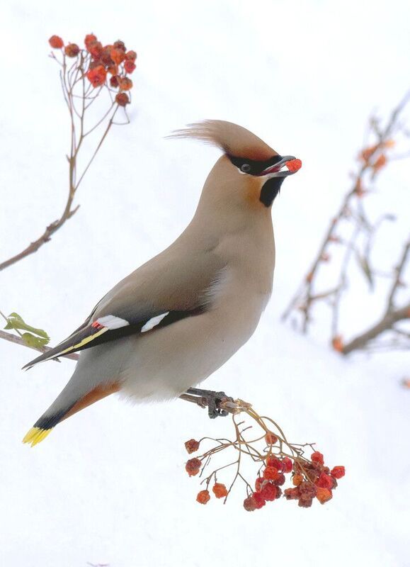 Последние ягодки фото превью
