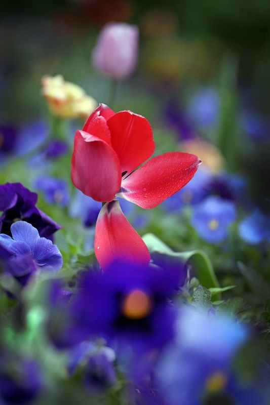 тюльпаны фото превью