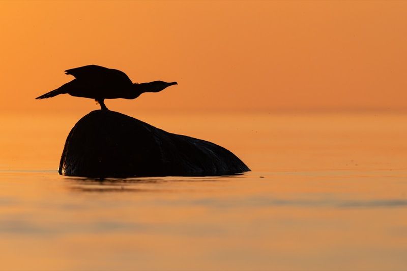 баклан, балтика, финский залив, птицы К взлету готов! фото превью