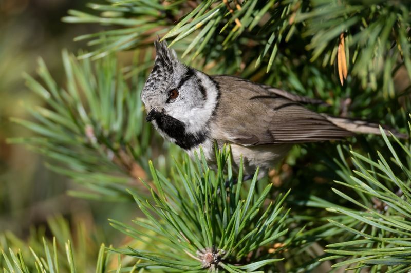 гренадерка, хохлатая синица, синица, птицы  фото превью