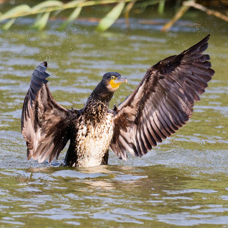 большой, баклан Дирижер фото превью