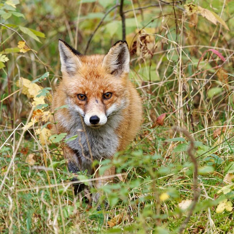 Охотница фото превью