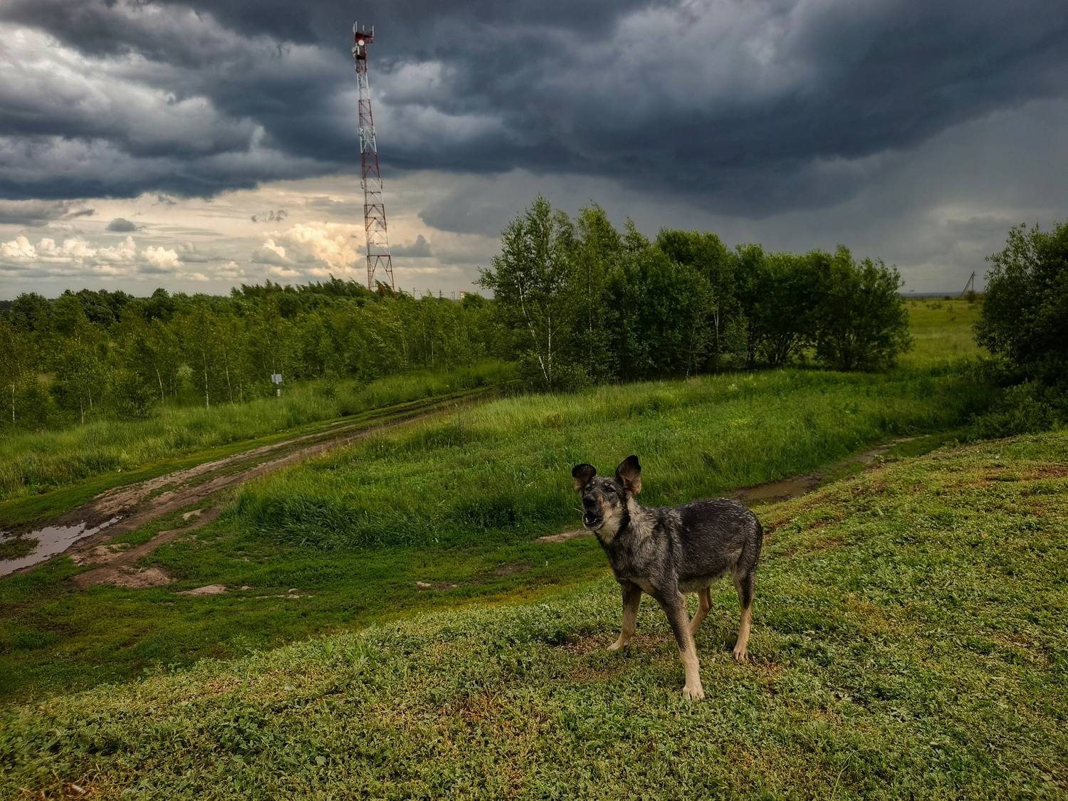 , Кондрашова Светлана