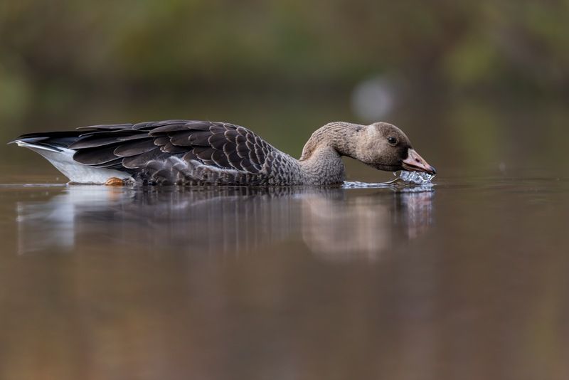 гусь, белолобый гусь, птицы  фото превью