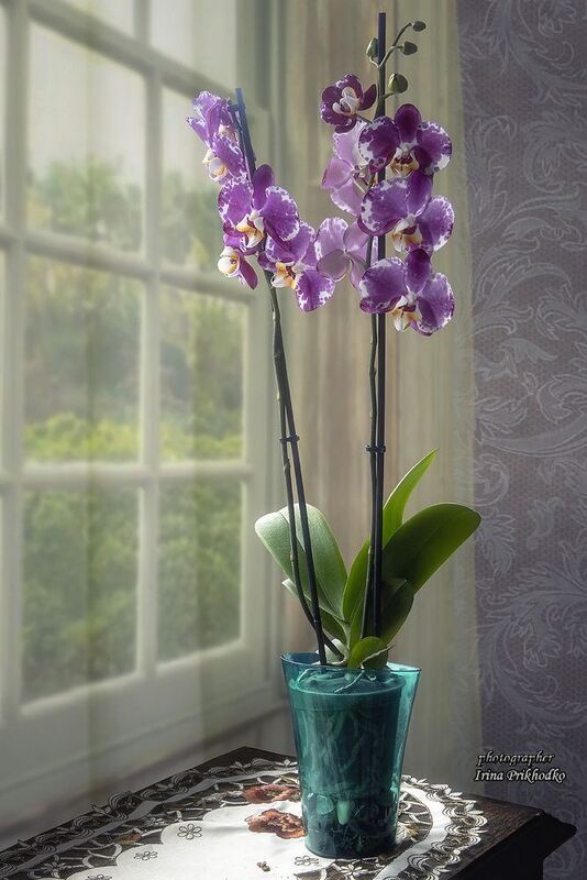 Орхидея фаленопсис у окна фото превью