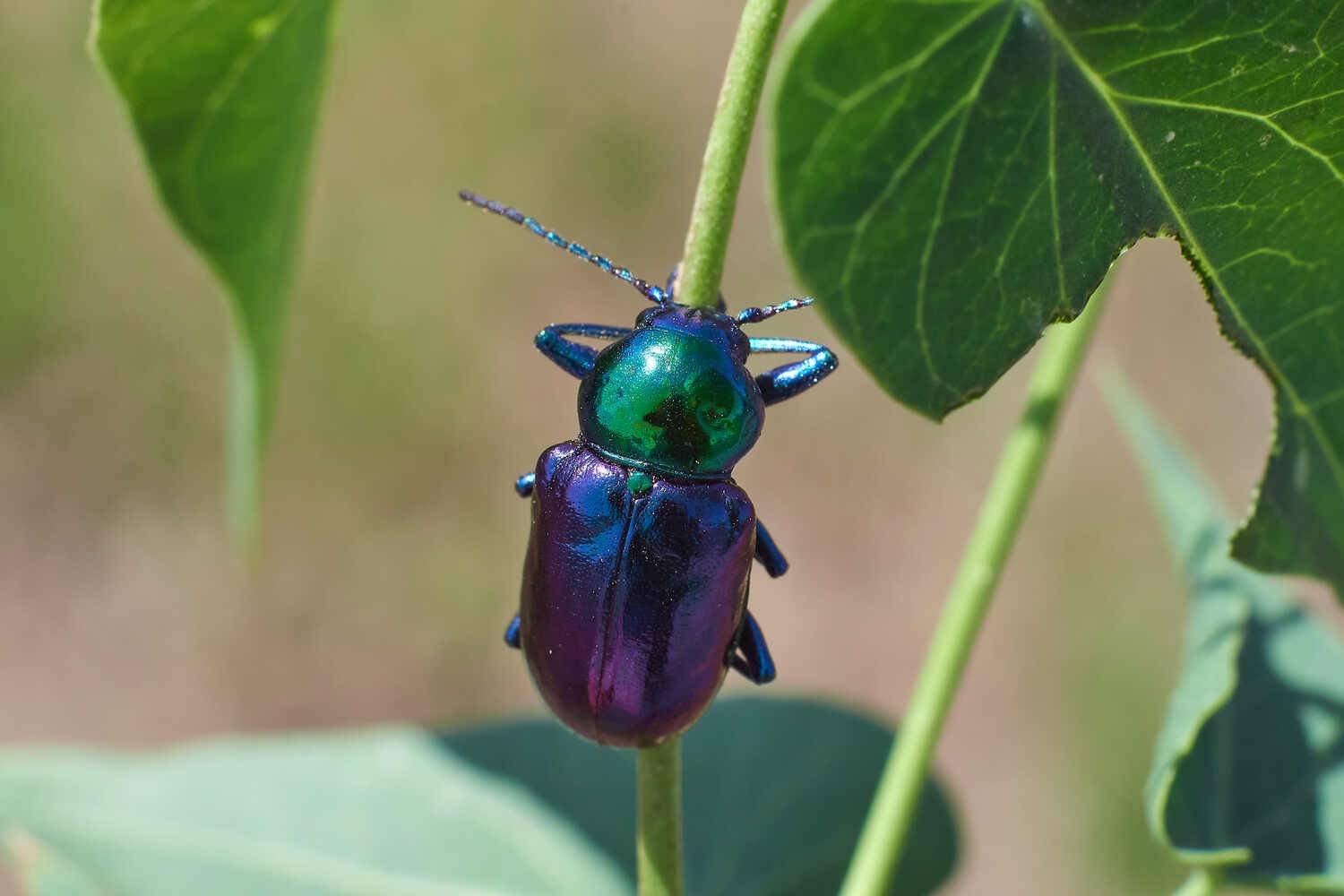 азиатский листоед, жук, , Павел Сторчилов