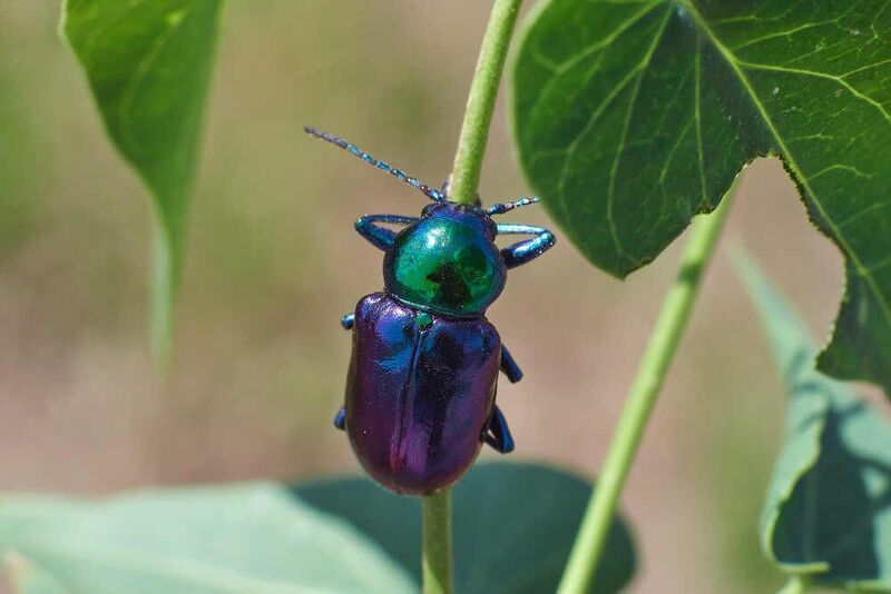 Азиатский листоед фото превью