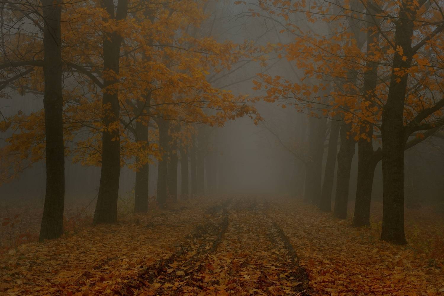 осень листва утро туман дорога, Александр Жарников